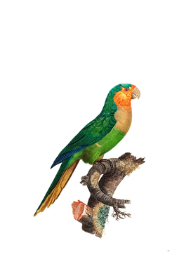 Vintage Yellow Headed Amazon Parrot Bird Illustration