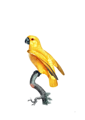Vintage Yellow Senegal Parrot Bird Illustration