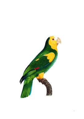 Vintage Yellow Shouldered Amazon Parrot Bird Painting