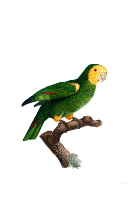 Vintage Yellow Shouldered Parrot Illustration