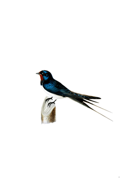 Vintage Barn Swallow Male Bird Illustration