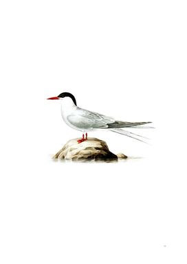 Vintage Arctic Tern Bird Illustration