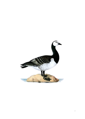 Vintage Barnacle Goose Bird Illustration