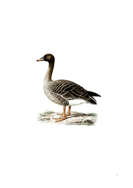 Vintage Bean Goose Bird Illustration
