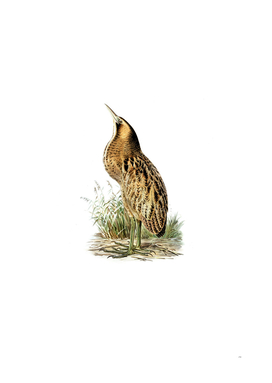 Vintage Bittern Bird Illustration