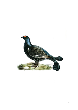 Vintage Black Grouse Bird Illustration