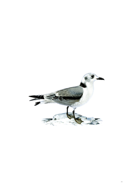 Vintage Black Legged Kittiwake Gull Bird Illustration