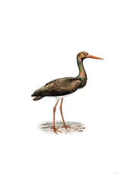 Vintage Black Stork Bird Illustration
