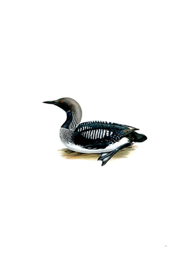 Vintage Black Throated Loon Bird Illustration