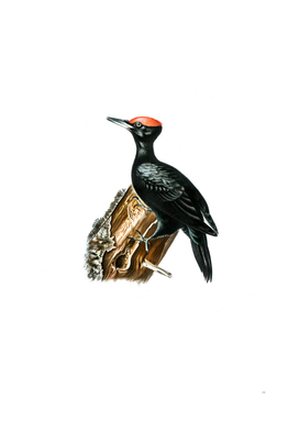 Vintage Black Woodpecker Bird Illustration