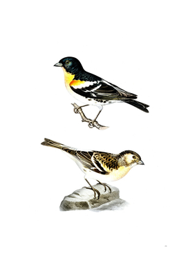 Vintage Brambling Bird Illustration