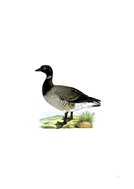 Vintage Brant Goose Bird Illustration