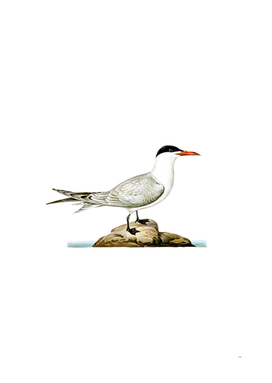 Vintage Caspian Tern Bird Illustration