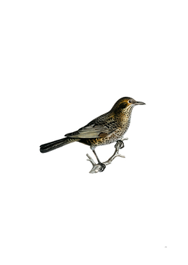 Vintage Common Blackbird Bird Illustration