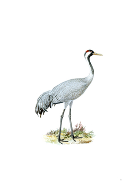 Vintage Common Crane Bird Illustration