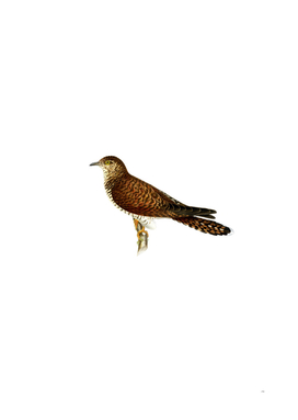 Vintage Common Cuckoo Female Bird Illustration