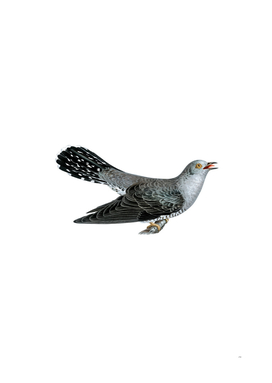 Vintage Common Cuckoo Male Bird Illustration