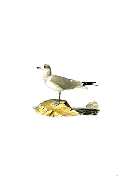 Vintage Common Gull Bird Illustration