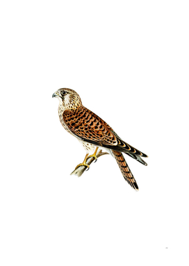 Vintage Common Kestrel Falcon Bird Illustration