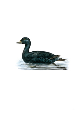 Vintage Common Eider Duck Illustration