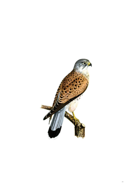 Vintage Common Kestrel Falcon Male Bird Illustration