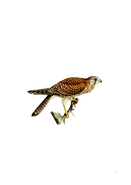 Vintage Common Kestrel Female Bird Illustration