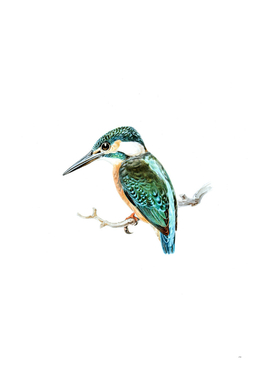 Vintage Common Kingfisher Bird Illustration