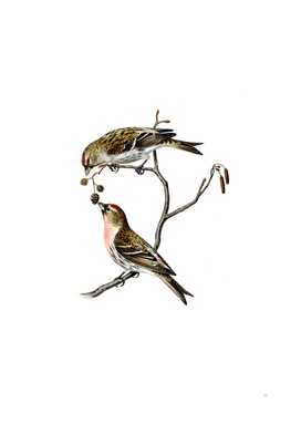 Vintage Common Linnet Bird Illustration