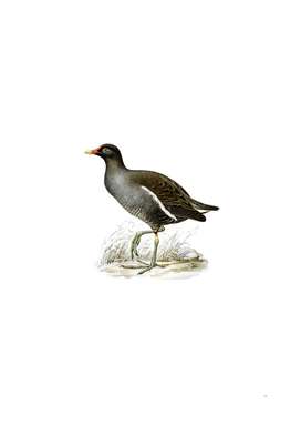 Vintage Common Moorhen Bird Illustration
