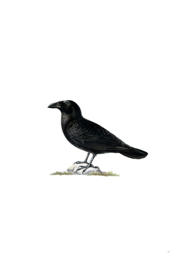 Vintage Common Raven Bird Illustration