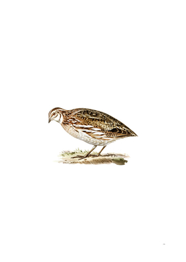 Vintage Common Quail Bird Illustration