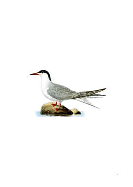 Vintage Common Tern Bird Illustration