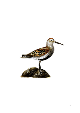 Vintage Dunlin Tringa Alpina Bird Illustration