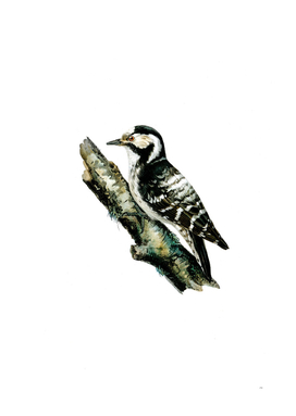 Vintage Dryobates Minor Bird Illustration
