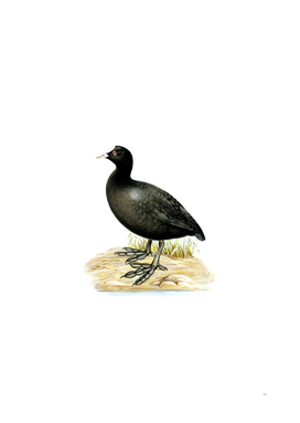 Vintage Eurasian Coot Bird Illustration