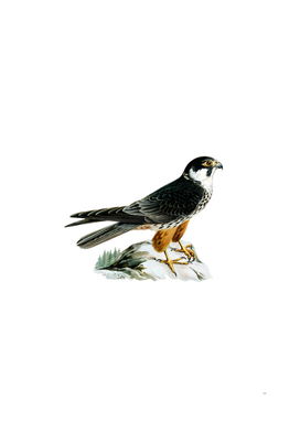 Vintage Eurasian Hobby Falcon Bird Illustration