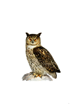 Vintage Eurasian Eagle Owl Bird Illustration
