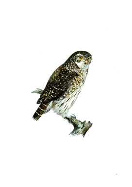 Vintage Eurasian Pygmy Owl Illustration