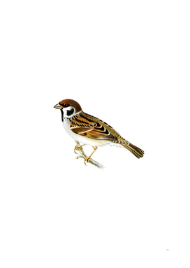 Vintage Eurasian Tree Sparrow Maya Bird Illustration