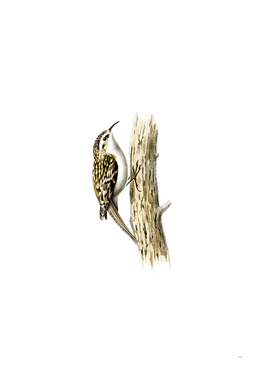 Vintage Eurasian Treecreeper Bird Illustration