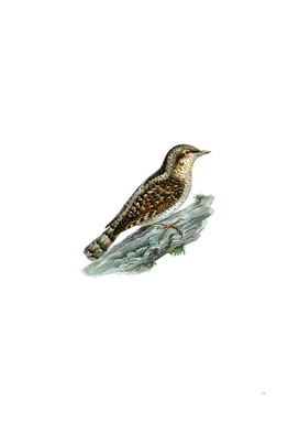 Vintage Eurasian Wryneck Bird Illustration