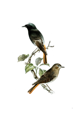 Vintage European Black Redstart Bird Illustration
