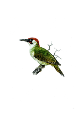 Vintage European Green Woodpecker Bird Illustration