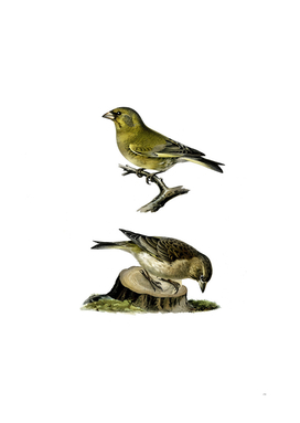 Vintage European Greenfinch Bird Illustration