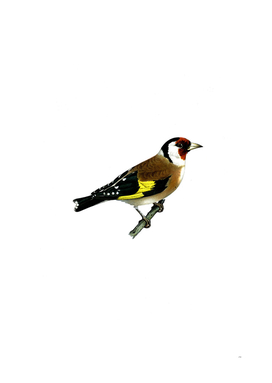 Vintage European Goldfinch Bird Illustration