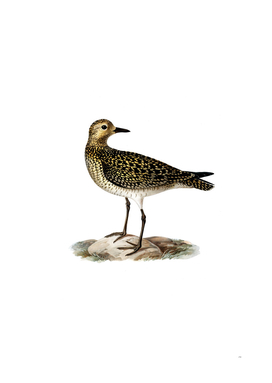 Vintage European Golden Plover Bird Illustration
