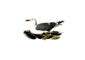 Vintage European Herring Gull Bird Illustration
