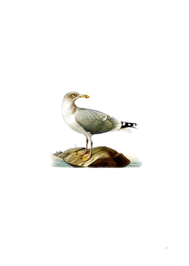Vintage European Herring Gull Bird Illustration