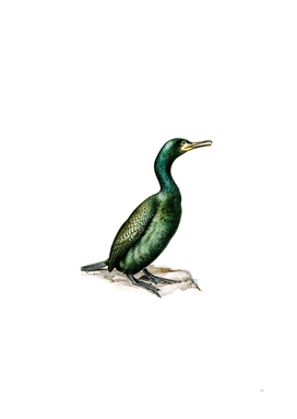 Vintage European Shag Bird Illustration
