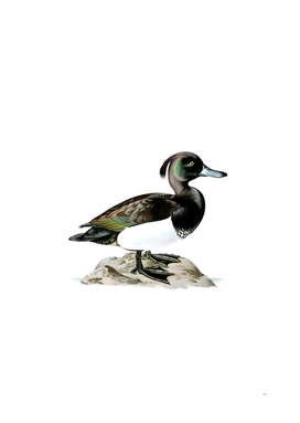 Vintage Ferruginous Duck Male Bird Illustration